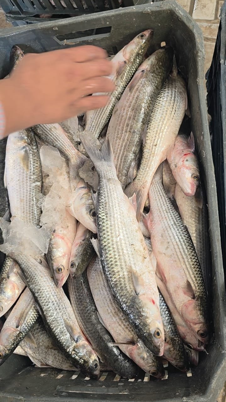 Striped mullet stacked in crates